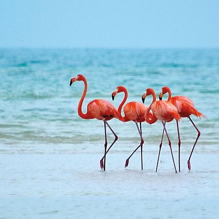 El Corazon Mexican0 Isla Holbox Екстериор снимка